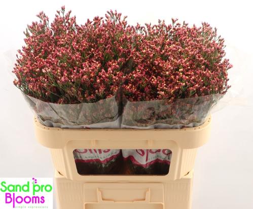 Limonium sinensis Maxima Diamond