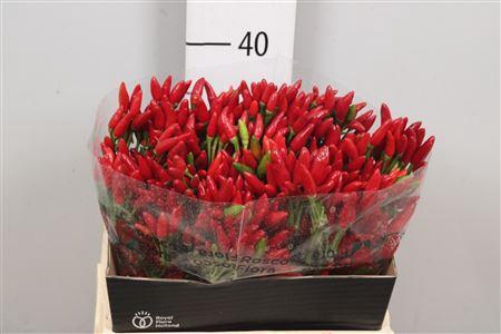 Capsicum annuum per tak 'Red Fire' (peper)