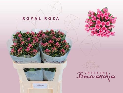 Bouvardia enkelbloemig Royal Roza