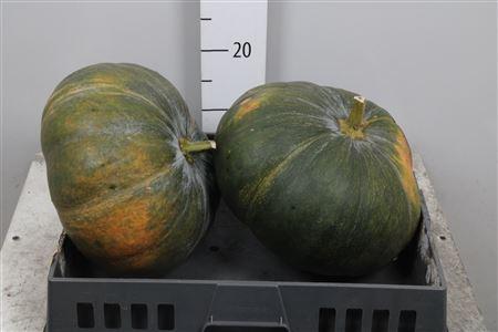 Cucurbita pepo