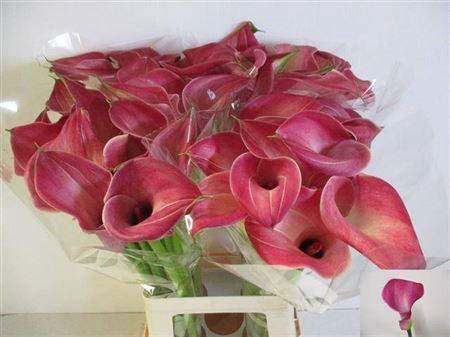 Zantedeschia 'Captain Romance'