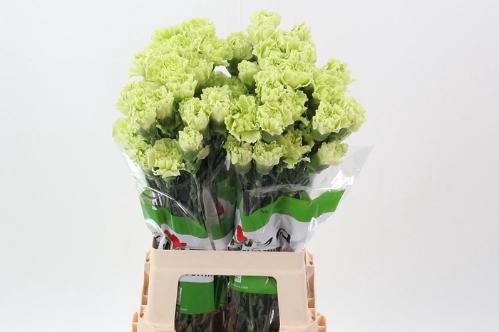Dianthus standaard overig