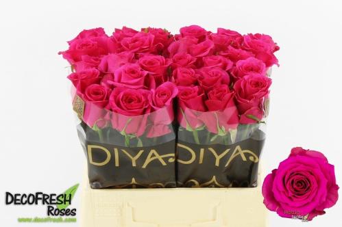 Rosa grootbloemig Hottie+