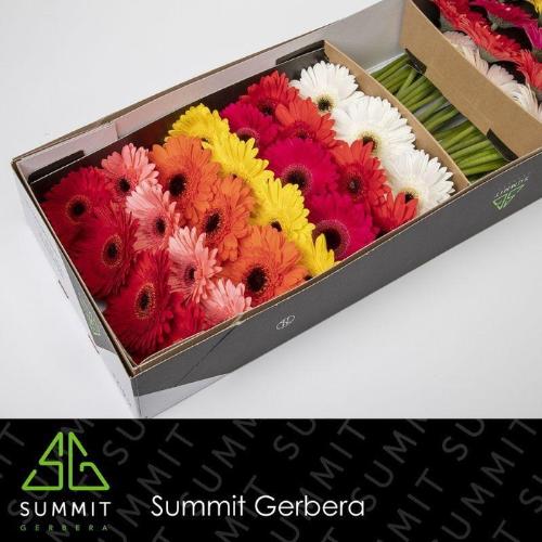Gerbera grootbloemig gemengd op rij
