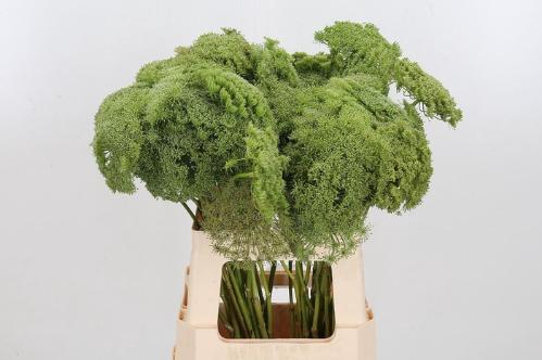 Ammi visnaga 'Green Mist'