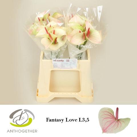 Anthurium Andreanum Grp 'Fantasy Love'