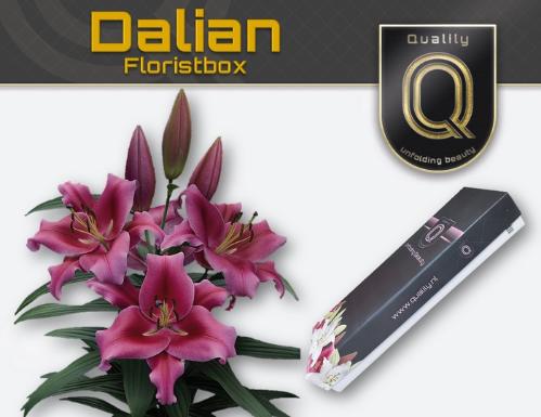 Lilium Oriental x Trumpet Grp 'Dalian'