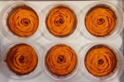 Rosa grootbloemig kleurbehandeld H%