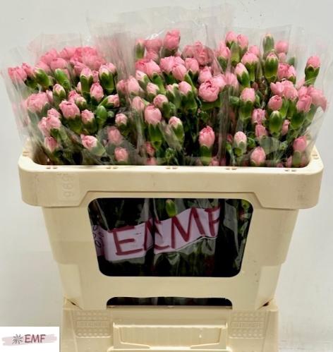 Dianthus tros Bubble Gum