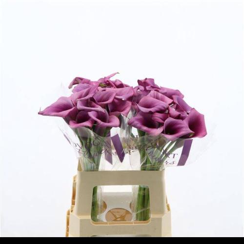 Zantedeschia 'Durban'