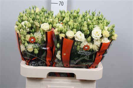 Eustoma russellianum gevuldbloemig 'Rosita Yellow'