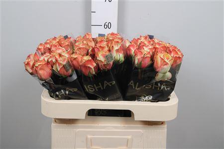 Rosa grootbloemig Adventure