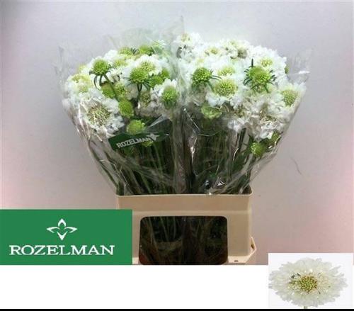 Scabiosa atropurpurea Focal Scoop White