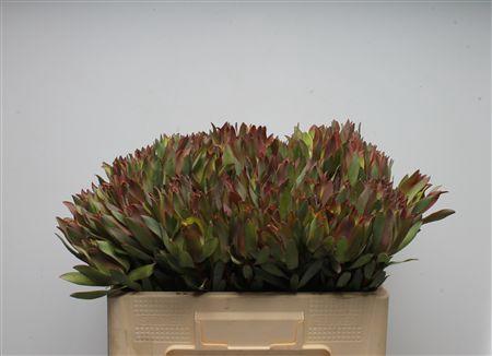 Leucospermum cordifolium overig