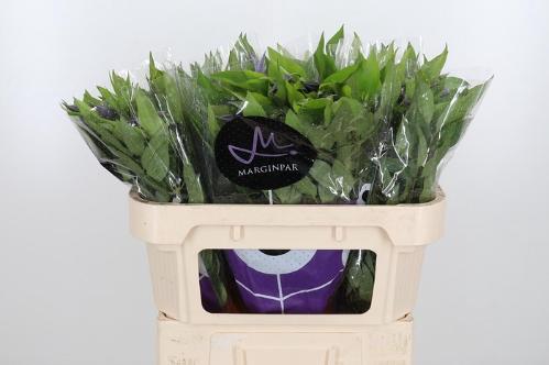 Clematis Amazing Oslo