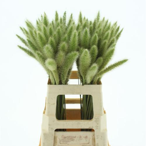 Pennisetum overig