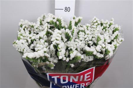 Limonium sinuatum White Starlight Wings