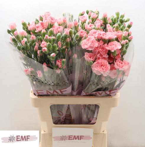 Dianthus tros Doobadoo