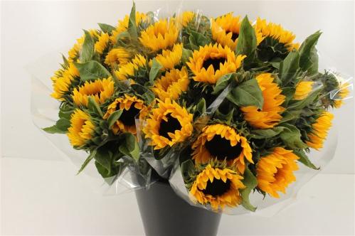 Helianthus overig
