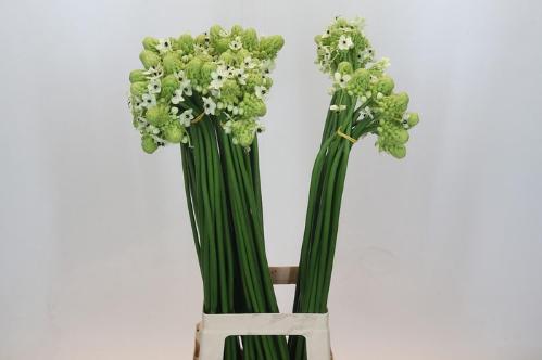 Ornithogalum saundersiae