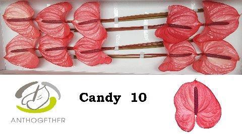 Anthurium Andreanum Grp Candy