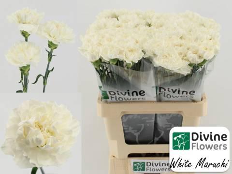 Dianthus standaard 'Maruchi Bianco'