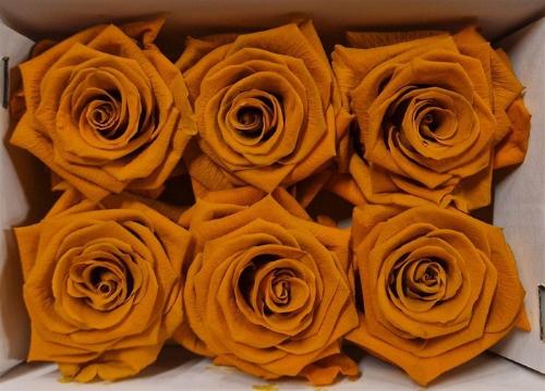 Rosa grootbloemig kleurbehandeld H%