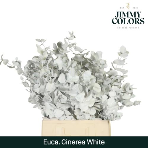 Eucalyptus cinerea kleurbehandeld per bos H%