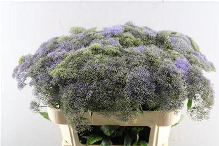 Trachelium caeruleum Blue Lake Michigan