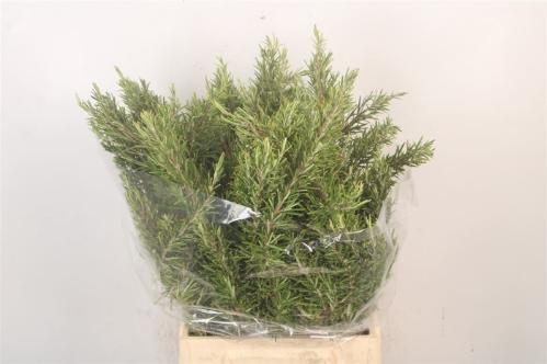 Decoratiegroen overig per bos