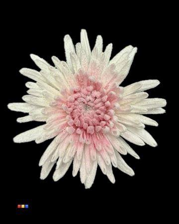 Chrysanthemum geplozen kas kleurbehandeld H%