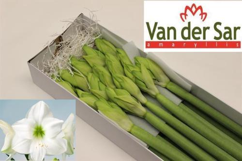 Hippeastrum Galaxy Grp 'Casablanca'