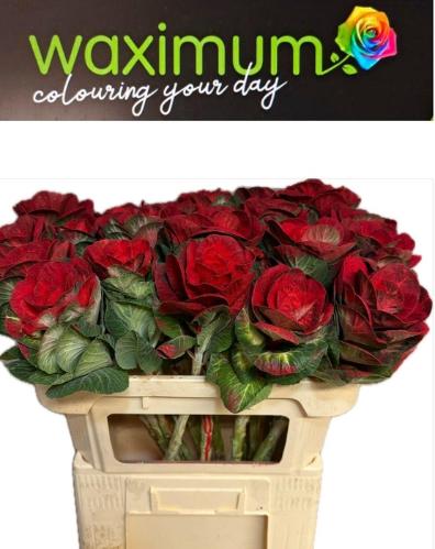 Brassica oleracea kleurbehandeld H%