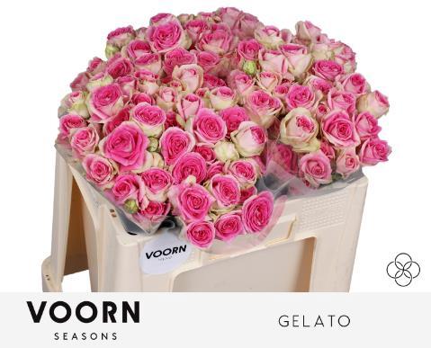 Rosa tros Gelato