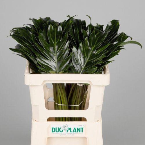 Philodendron 'Xanadu'