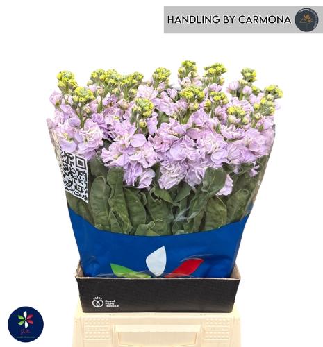 Matthiola incana 'Iron Marine'