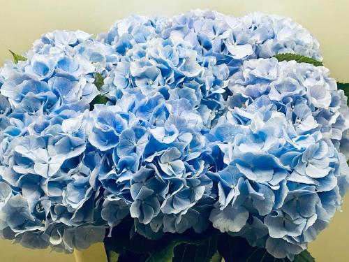 Hydrangea macrophylla 'Verena' (blauw)