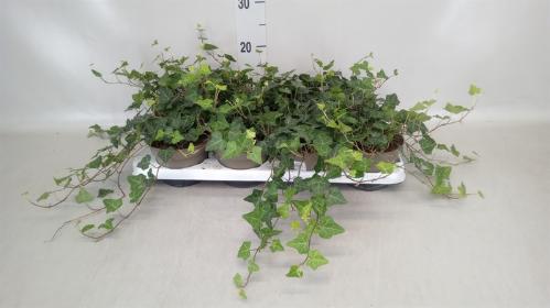 Hedera hibernica