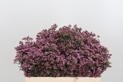 Limonium Piuma Pink Touch