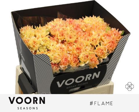 Rosa tros #Flame