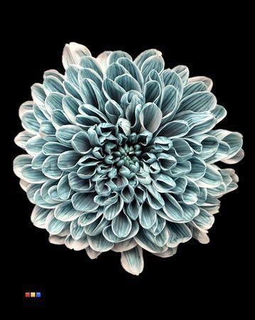 Chrysanthemum Indicum Grp tros kas kleurbehandeld H%