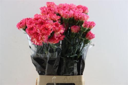 Dianthus standaard overig
