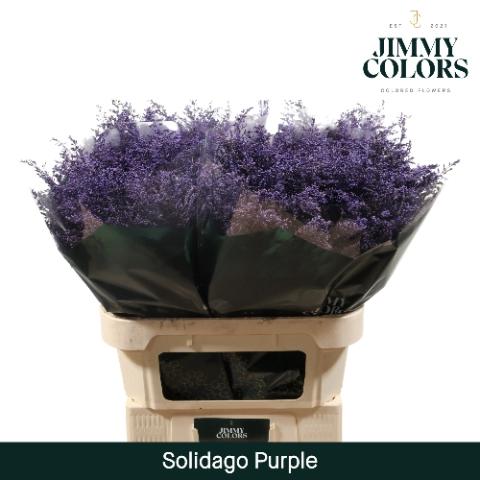 Solidago kleurbehandeld H%