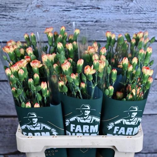 Dianthus tros overig