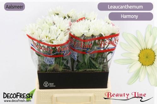 Leucanthemum (Superbum Grp) Harmony