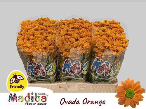 Chrysanthemum Indicum Grp tros santini Madiba Ovada Orange