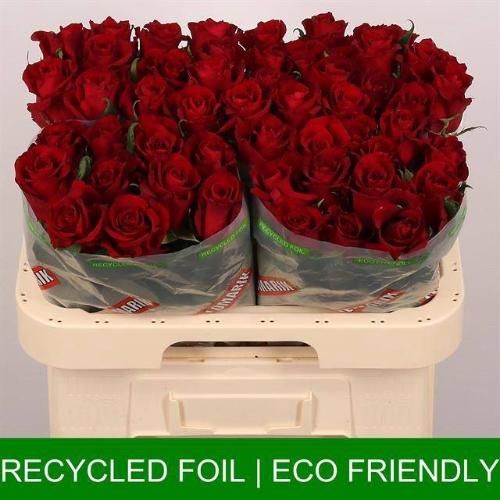 Rosa grootbloemig Ever Red
