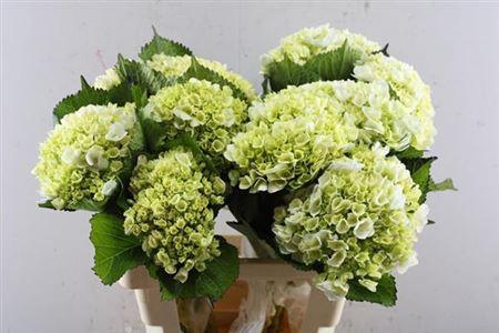 Hydrangea macrophylla 'Lima'