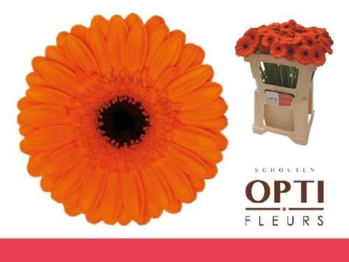 Gerbera mini 'Caramba'