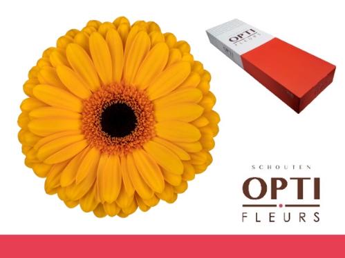 Gerbera grootbloemig 'Oaklyn'